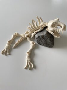 eko-model-T-rex