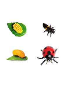 zivotni-cyklus-beruska