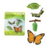 zivotni-cyklus-motyl