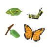 zivotni-cyklus-motyl