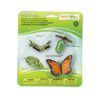 zivotni-cyklus-motyl