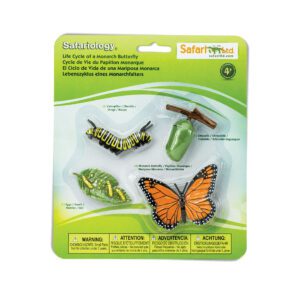 zivotni-cyklus-motyl