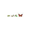 zivotni-cyklus-motyl