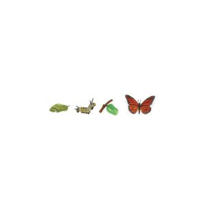 zivotni-cyklus-motyl