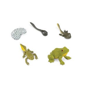 zivotni-cyklus-safari-zaba