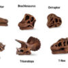 tuba-lebky-dinosauru