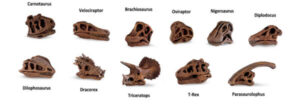 tuba-lebky-dinosauru