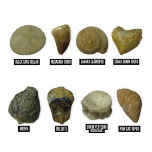 e5340 Fossil Excavation Kit fossils web