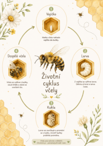 zivotni-cyklus-vcely